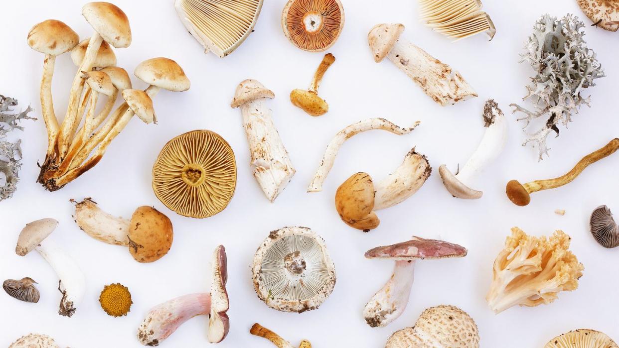 <span class="caption">You'll Definitely Want to Try These Shrooms</span><span class="photo-credit">Irina Jacob/Unsplash</span>