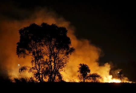 A fire burns near trees in a peatland area on the outskirts of Palembang on Indonesia's Sumatra island, September 9, 2015. REUTERS/Beawiharta