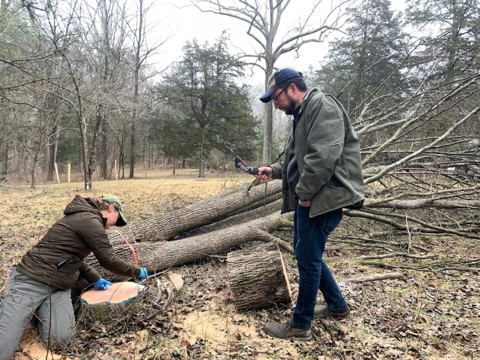 John Lawrence takes video as Mary Welz paints an herbicide on the outer growth area of a Callery pear tree after it was cut down at the Sycamore Land Trust's Cedar Crest preserve recently.