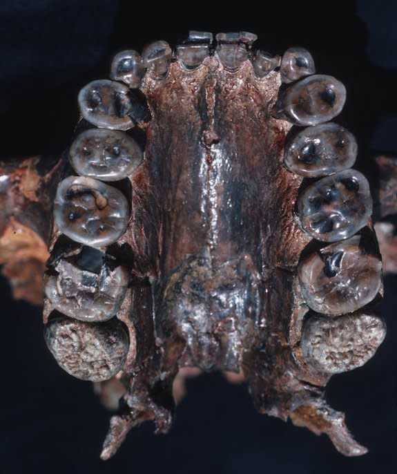 This image shows the palate and maxillary teeth of <em>Paranthropus boisei</em>, also called Nutcracker Man.