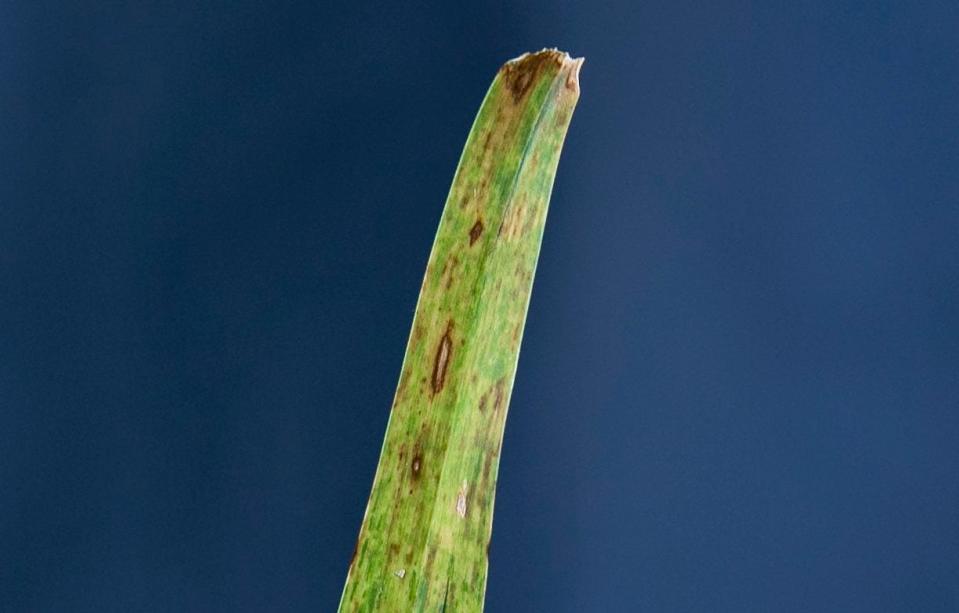 A lawn fungus in Valencia Lakes development in Boynton Beach that has been killing lawns on April 24, 2019 in Boynton Beach, Florida. [GREG LOVETT/palmbeachpost.com]