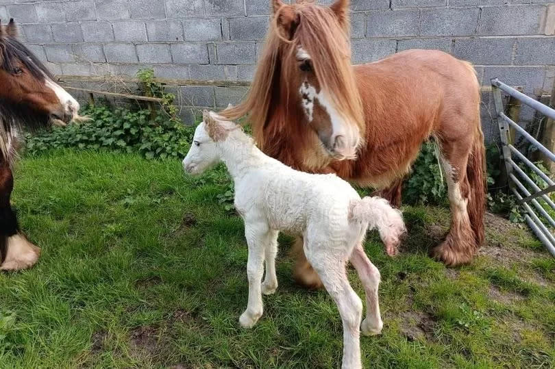 A horse with its foal -Credit:Donna Jones