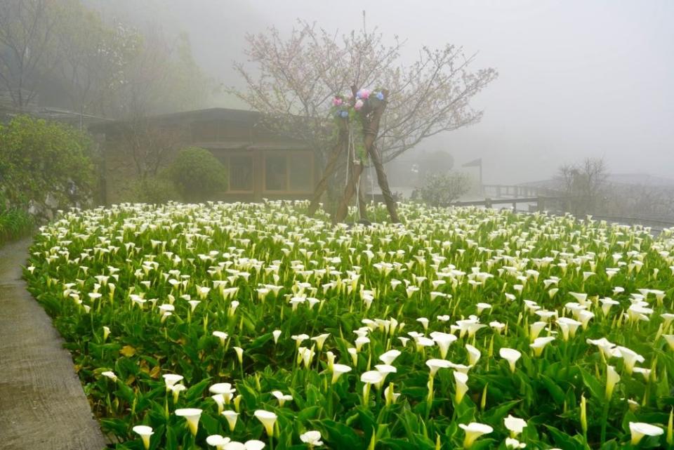 純白海芋