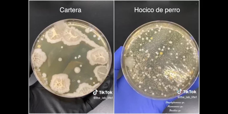 Imágenes de las bacterias que CM obtuvo con los cultivos de la billetera de su jefe y el hocico del perro de su novio. (@The_Lab_Life1 / Tiktok)