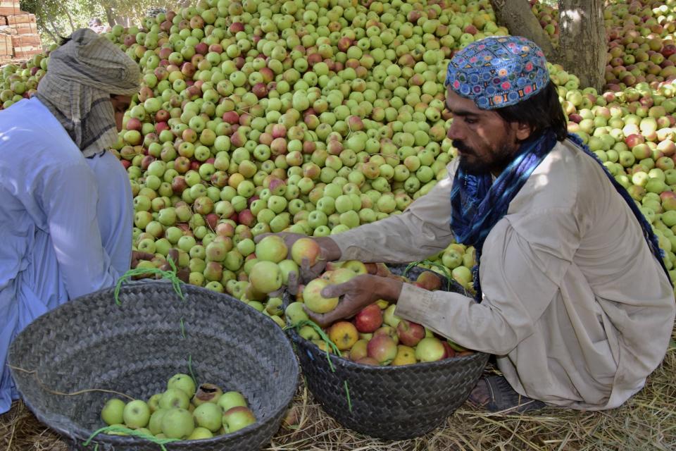 Farmers sort out apples damaged by floodwaters due to heavy monsoon rains, at an orchard in Hanna Urak near Quetta, Pakistan, Saturday, Sept. 17, 2022. Nearly three months after causing widespread destruction in Pakistan's crop-growing areas, flood waters are receding in the country, enabling some survivors to return home. The unprecedented deluges have wiped out the only income source for millions, with officials and experts saying the floods damaged 70% of the country's crops. (AP Photo/Arshad Butt)