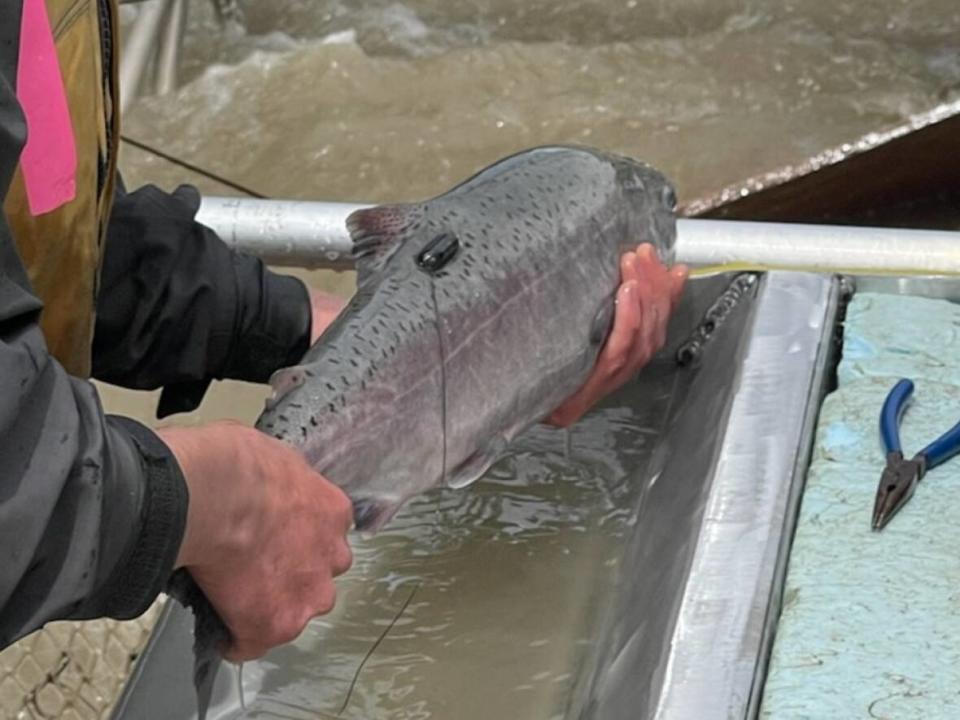 Fish monitoring crews tag a chinook salmon near Lilloiet, B.C. on June 17, as part of salmon recovery operations after a disastrous 2019 Big Bar landslide across the river. (Submitted by Fisheries and Oceans Canada - image credit)