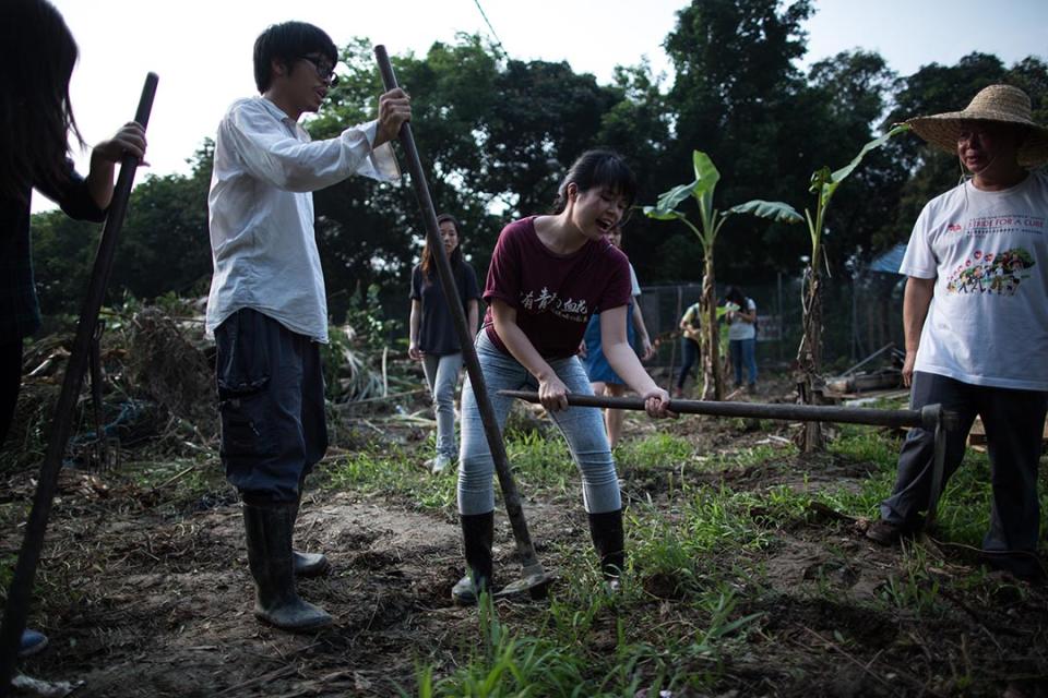 馬屎埔村一塊農地遭挖土機破壞後，村民及聲援人士將附近的蕉樹移植到農地上。