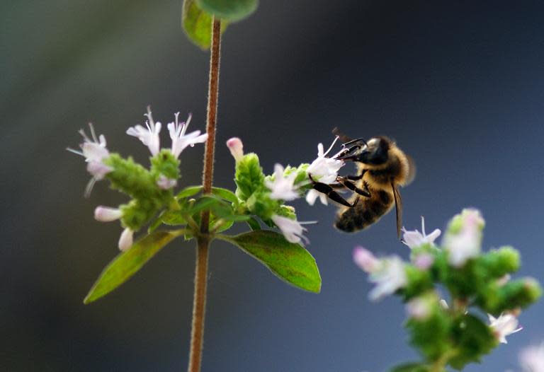 Bees have a much greater economic value than is widely known, according to a scientific probe into strawberry-growing published on Wednesday