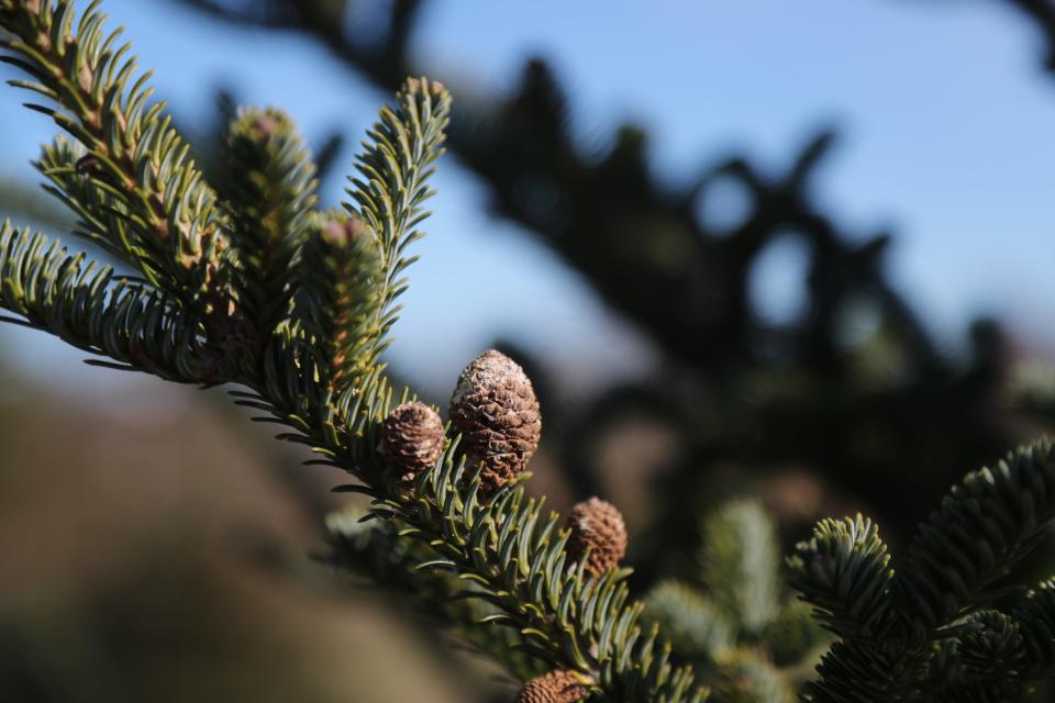 Small cones grow on a branch of a grafted Fraser fir and Momi fir at the University of Georgia, Griffin Campus in Griffin, Georgia. A heavy freeze in early 2023 caused the cones not to produce.