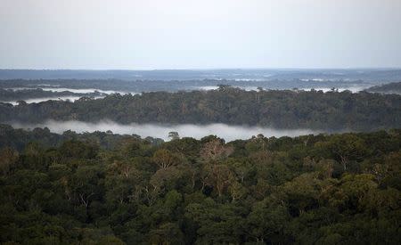 A view is seen from the Amazon Tall Tower Observatory (ATTO) in Sao Sebastiao do Uatuma in the middle of the Amazon forest in Amazonas state in this January 8, 2015 file photo. REUTERS/Bruno Kelly/Files