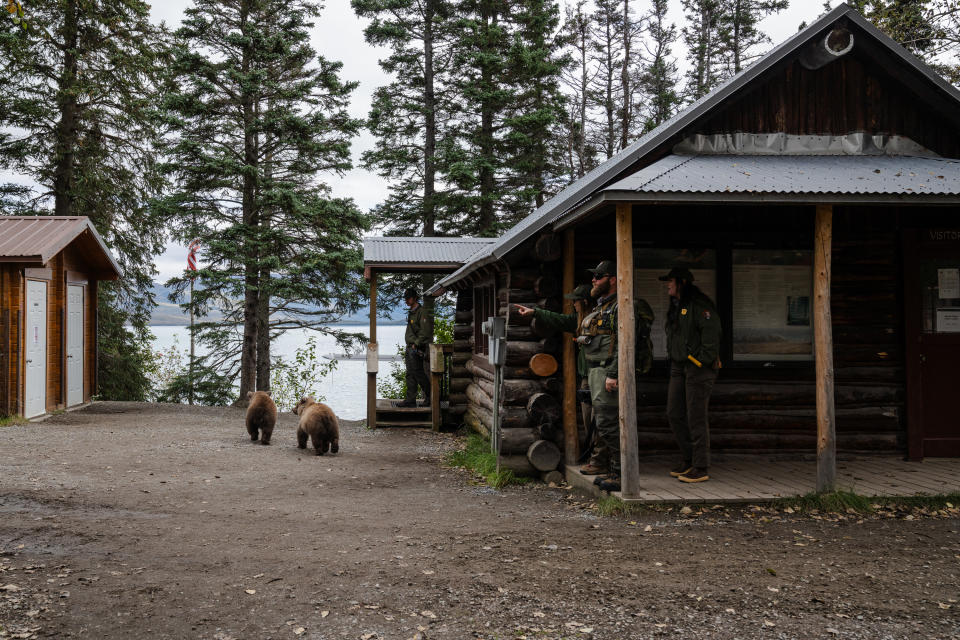 Rangers try to direct 901's spring cubs after they were separated from 901 when a moose ran through Brooks Camp. (Photo for The Washington Post by Sophie Park)