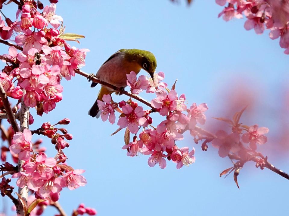 A bird sits on a branch of a cherry tree on February 11, 2023 in Guiyang, Guizhou Province of China.