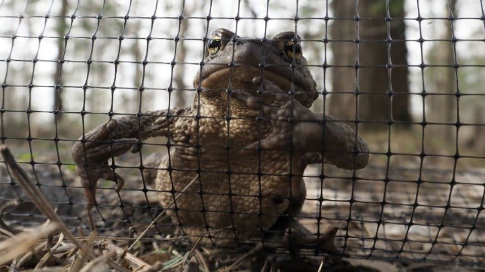 The toads have to cross the road to reach a lake where they lay their eggs. - Telegram