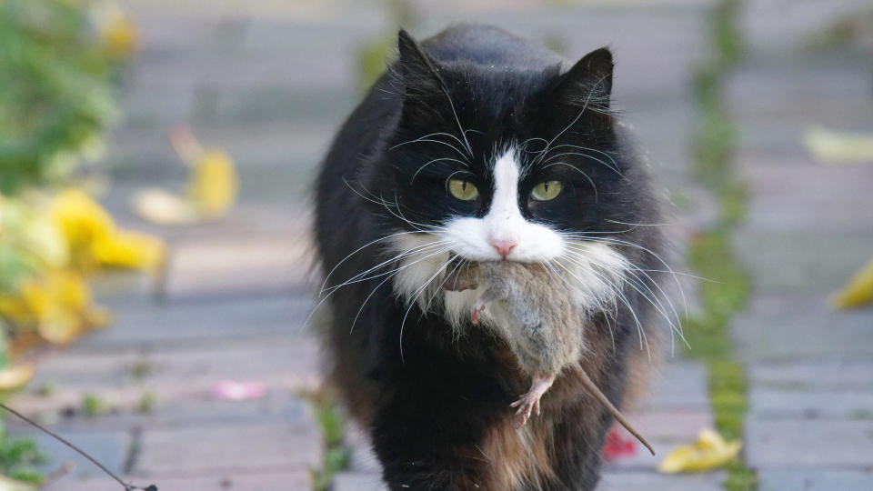 cat with dead mouse