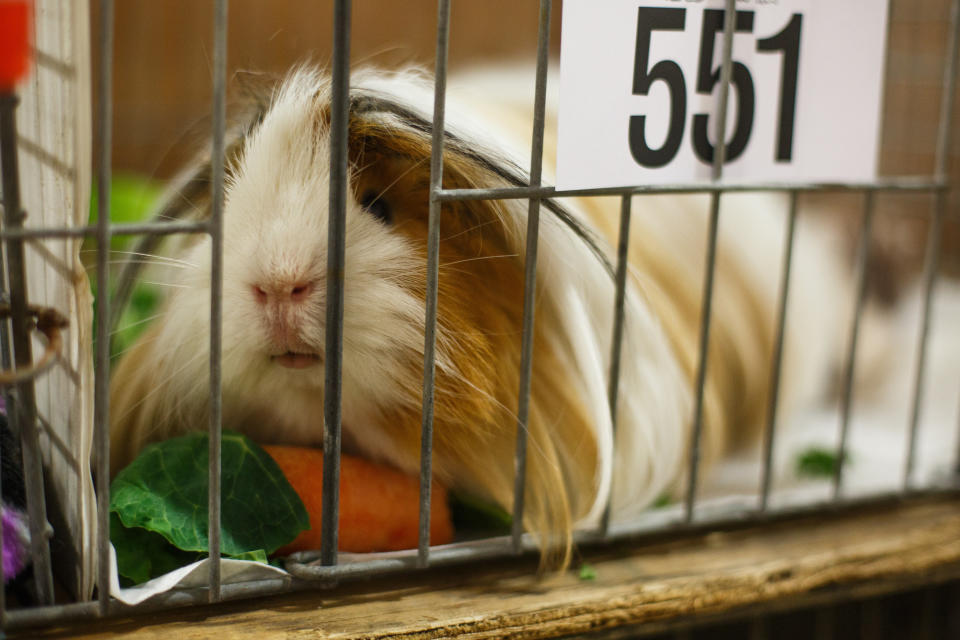 Thousands of people flocked to the UK’s longest-running small animal show this weekend