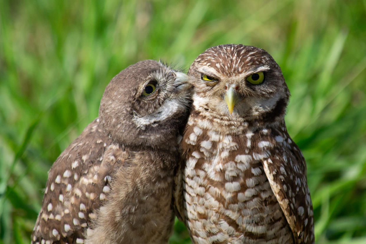 Dos búhos madriguera (Athene cunicularia), un polluelo y un adulto comparten un momento tierno. El sur de Florida. (Foto de Carlos A Carreno/c3.fotos vía Getty Images)