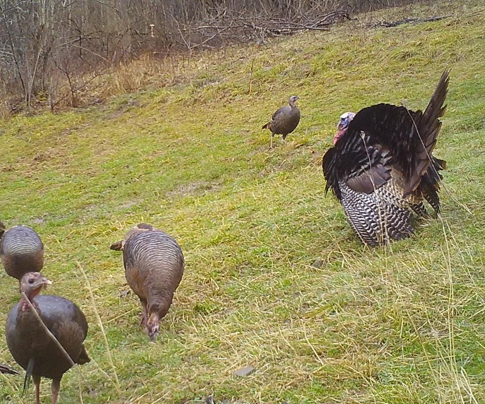 A rare bearded hen, lower left, keeps a wary eye on the boss bird.