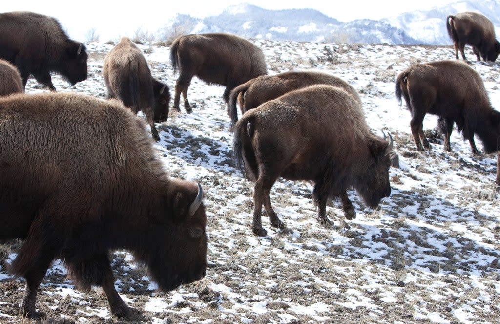 EEUU-BISONTES (AP)