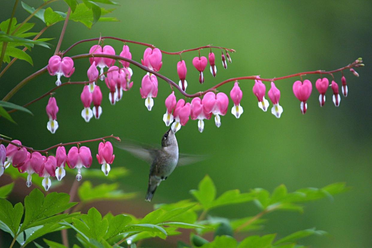 hummingbird feeding at bleeding heart bloom