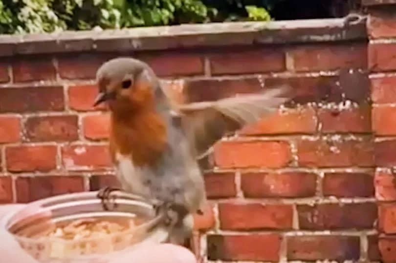 Bobbin the Robin is now a daily visitor to the garden in Warwickshire