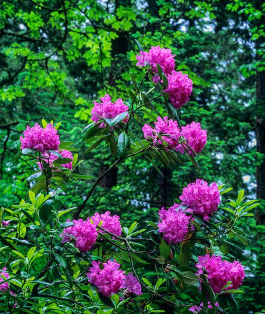 best flowering shrubs rhododendron