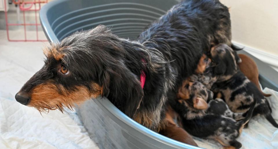 Dog welcomes litter of 11 puppies