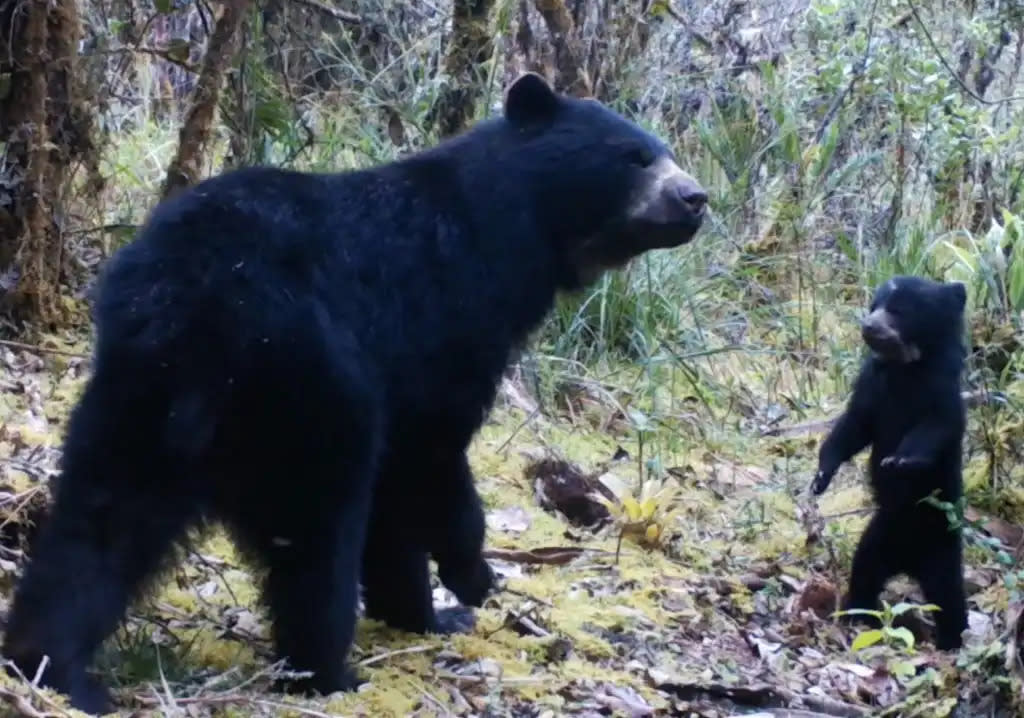 El oso de anteojos así vive y convive con humanos en una montaña. (Foto: Newsweek)