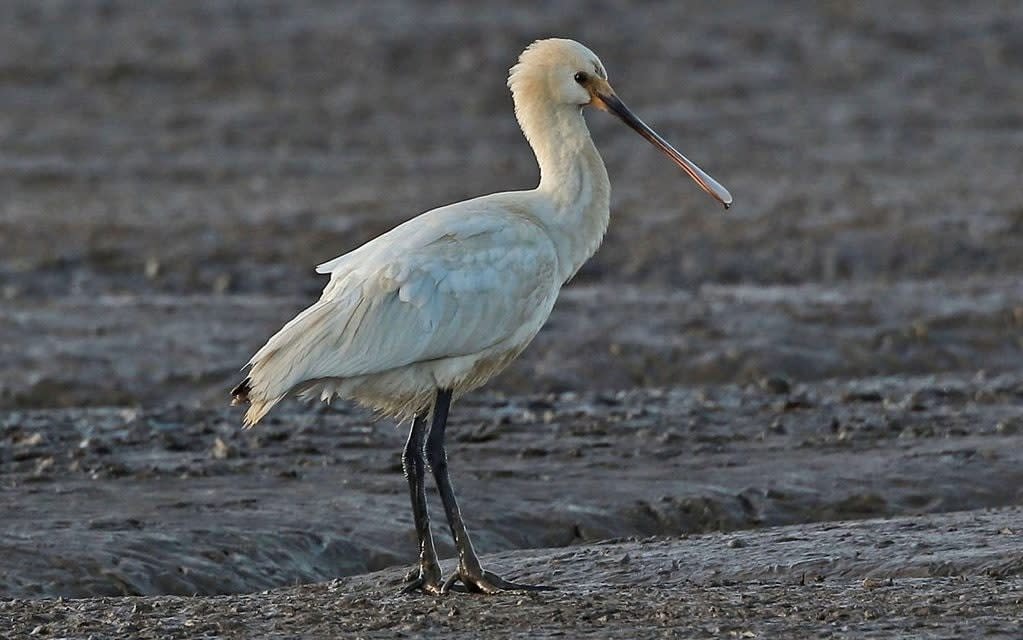 spoonbill 