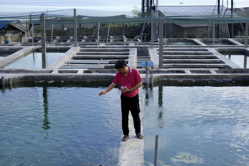 Fish breeder Wen-Ping Su feeds fish at a breeding facility in Buleleng, Bali, Indonesia, Wednesday, April 13, 2022. Su says he has 10 different keys to success that he's been developing for nearly two decades. Those keys have enabled him to breed fish that no one else has, including striped regal angelfish and frilly black-bodied, orange-rimmed pinnatus batfish. (AP Photo/Tatan Syuflana)