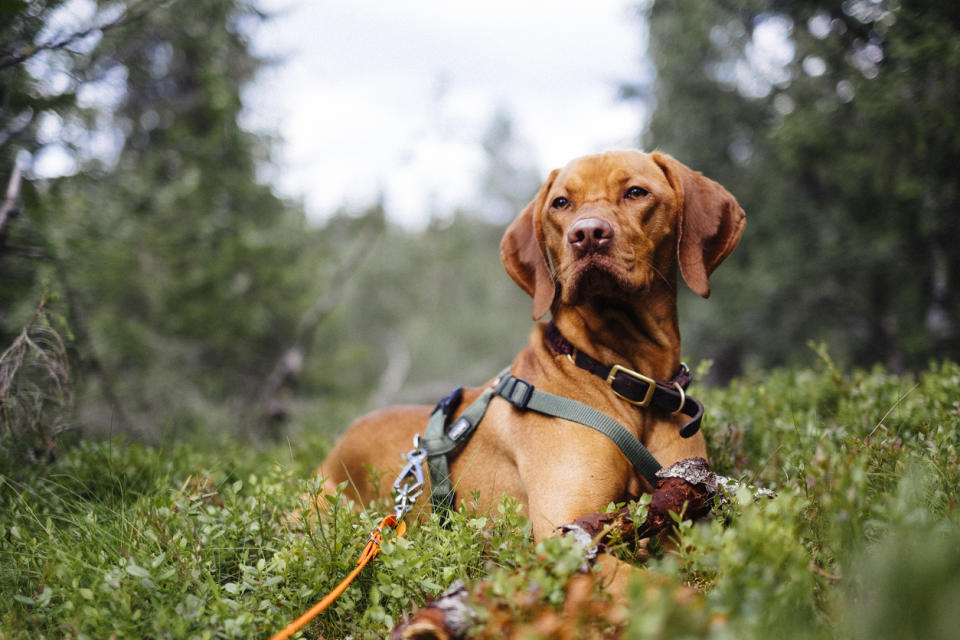 Help train your canine friend with the benefit of a helpful and comfortable harness.  (Source: iStock)