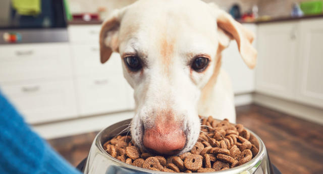 which grain free dog foods are linked to heart disease