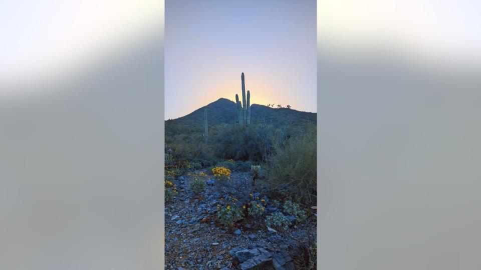 <div>Wildflowers and cacti are setting the stage for a stunning spring!</div>