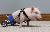 Chris P. Bacon, pictured February 12, 2013, at Eastside Veterinary Hospital in Clermont, Florida, was born without the use of his hind legs. Last month, the pig's owner turned the piglet over to a Clermont vet who decided to help the little guy. Dr. Len Lucero took the pig home and made a wheelchair for him using toy parts. (Tom Benitez/Orlando Sentinel/MCT via Getty Images)