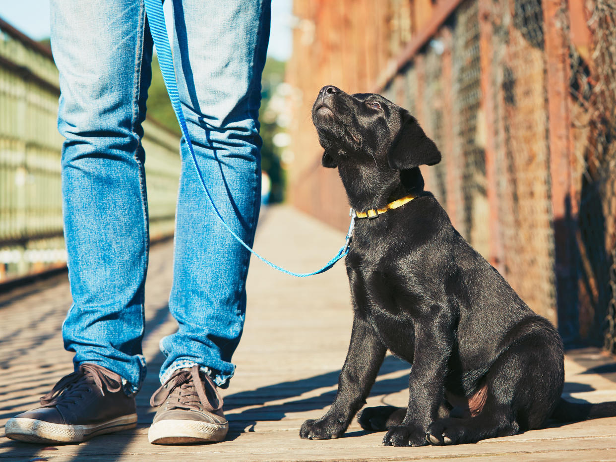 'The dog saved the day thankfully': iStock