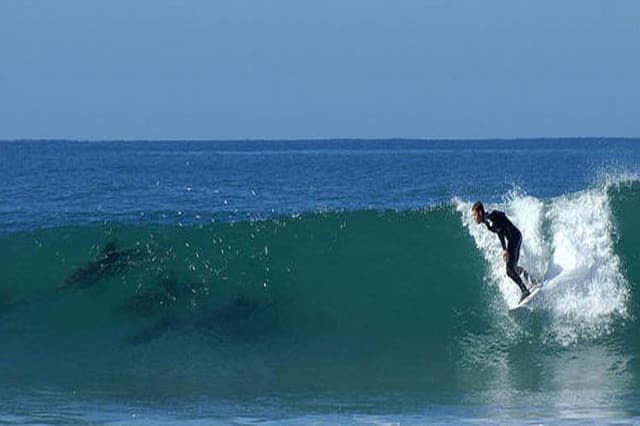 Dolphins break through water as surfers look on, South Africa