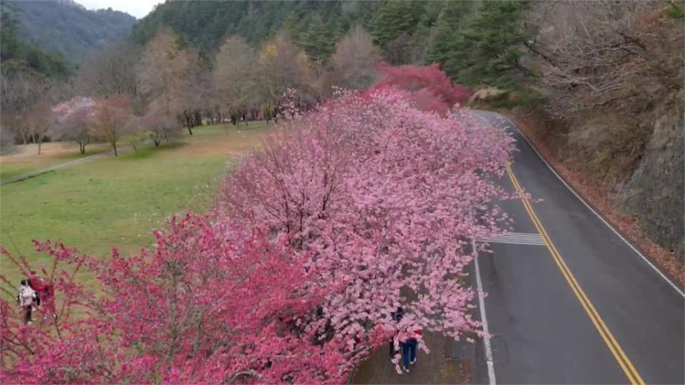 武陵農場櫻花季開跑　春節首日湧千名賞花遊客