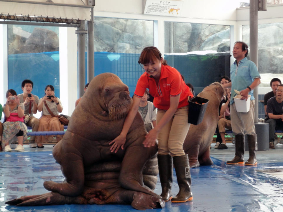 This Sept. 5, 2012 photo shows a worker at the Toba Aquarium in Toba, Japan, with a walrus during a show. After the show audience members are allowed to pet and have a picture taken with the animal. (AP Photo/Linda Lombardi)