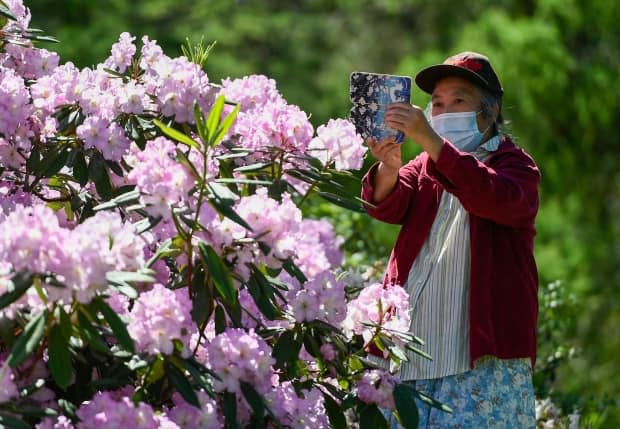 A person takes a photo of flowers at the Dominion Arboretum in Ottawa on May 30, 2021, during the COVID-19 pandemic. (Justin Tang/Canadian Press - image credit)