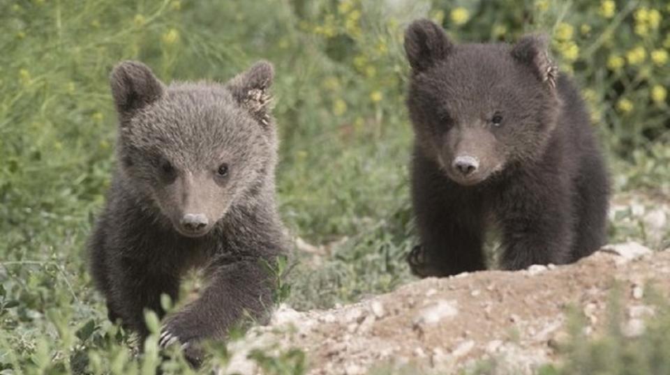 棕熊夫妻被救出後，2個多月前母棕熊順利產下2隻小寶寶，目前活潑健康。(圖／翻攝自International Animal Rescue臉書粉絲團)