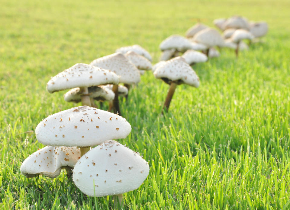 <body> <p>Lawn mushrooms are a sign that your yard is too wet. If these fungi appear after a heavy rain, they will usually go away on their own. However, you see them <a rel="nofollow noopener" href=" http://www.bobvila.com/articles/mushrooms-in-lawn/?bv=yahoo" target="_blank" data-ylk="slk:regularly;elm:context_link;itc:0;sec:content-canvas" class="link ">regularly</a>, you'll need to find a way to dry out your lawn. The first step is to cut back your watering routine. If that doesn't help, try improving drainage with the use of a lawn aerator. Toadstools still haunting your lawn? Consider trimming overhead tree branches to let in sunlight and banish mushrooms.</p> <p><strong>Related: <a rel="nofollow noopener" href=" http://www.bobvila.com/slideshow/7-lawn-care-myths-debunked-49128?#.V5k065MrKRs?bv=yahoo" target="_blank" data-ylk="slk:7 Lawn Care Myths Debunked;elm:context_link;itc:0;sec:content-canvas" class="link ">7 Lawn Care Myths Debunked</a> </strong> </p> </body>