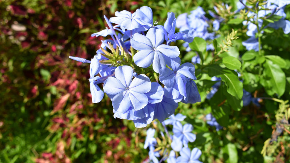 Leadwort