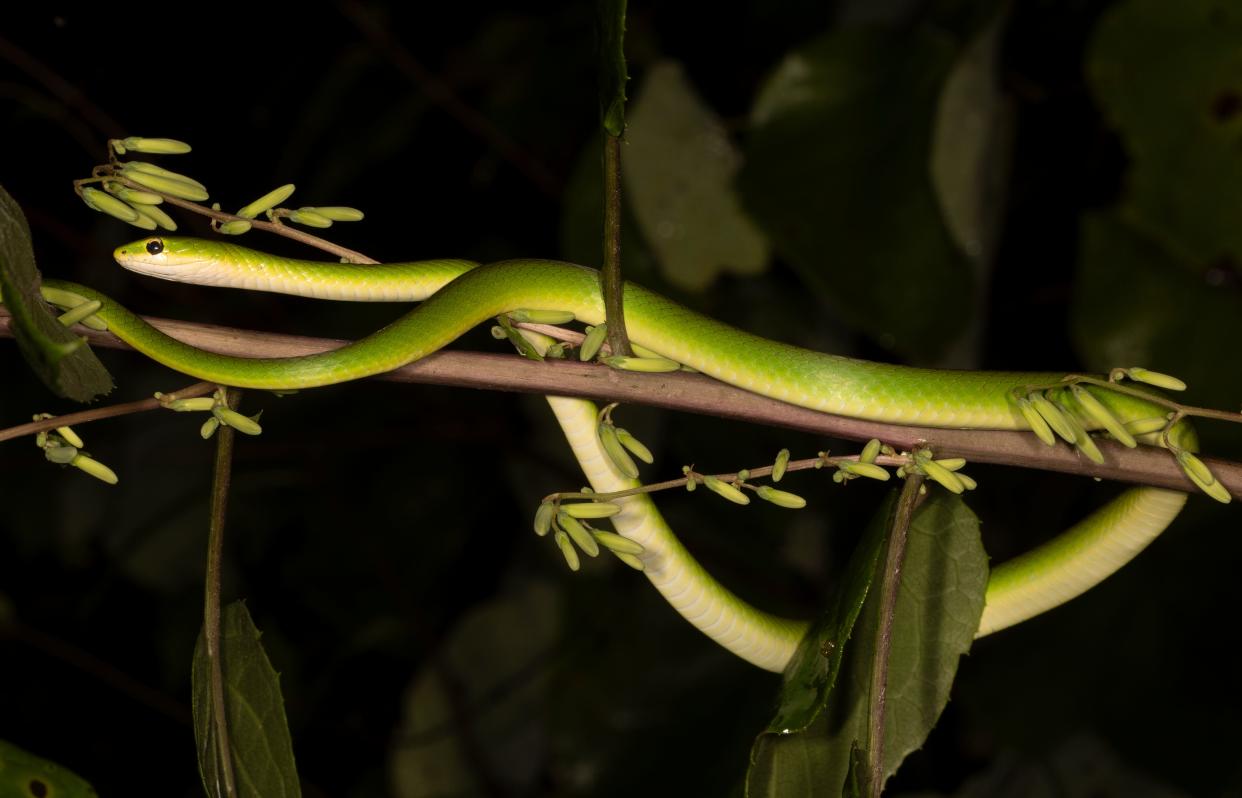 A rough green snake lurks in a wild lettuce plant.