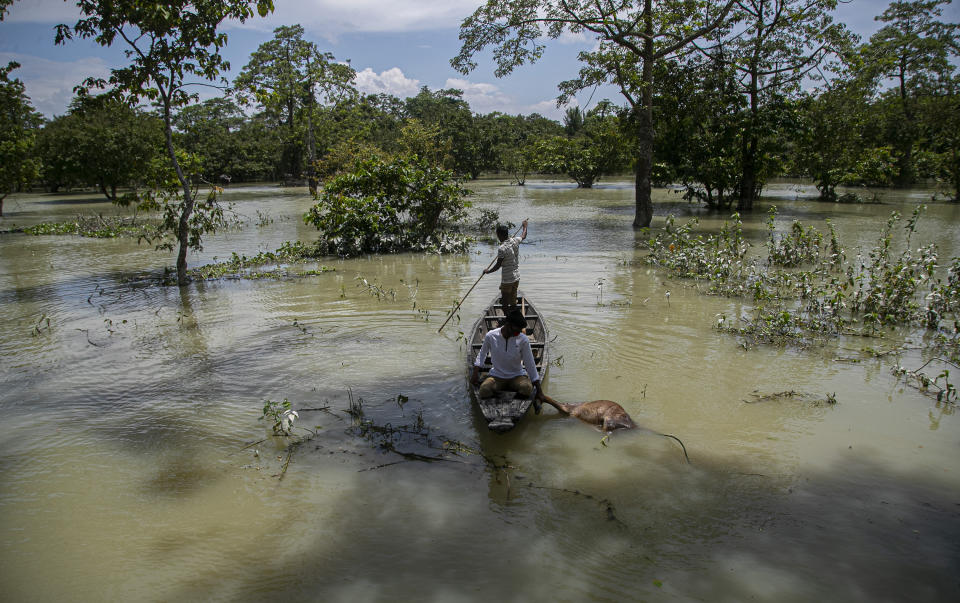 An Indian forest guard on a boat takes away the carcass of a wild buffalo calf through flood water at the Pobitora wildlife sanctuary in Pobitora, Morigaon district, Assam, India, Thursday, July 16, 2020. Floods and landslides triggered by heavy monsoon rains have killed dozens of people in this northeastern region. The floods also inundated most of Kaziranga National Park, home to an estimated 2,500 rare one-horned rhinos. (AP Photo/Anupam Nath)