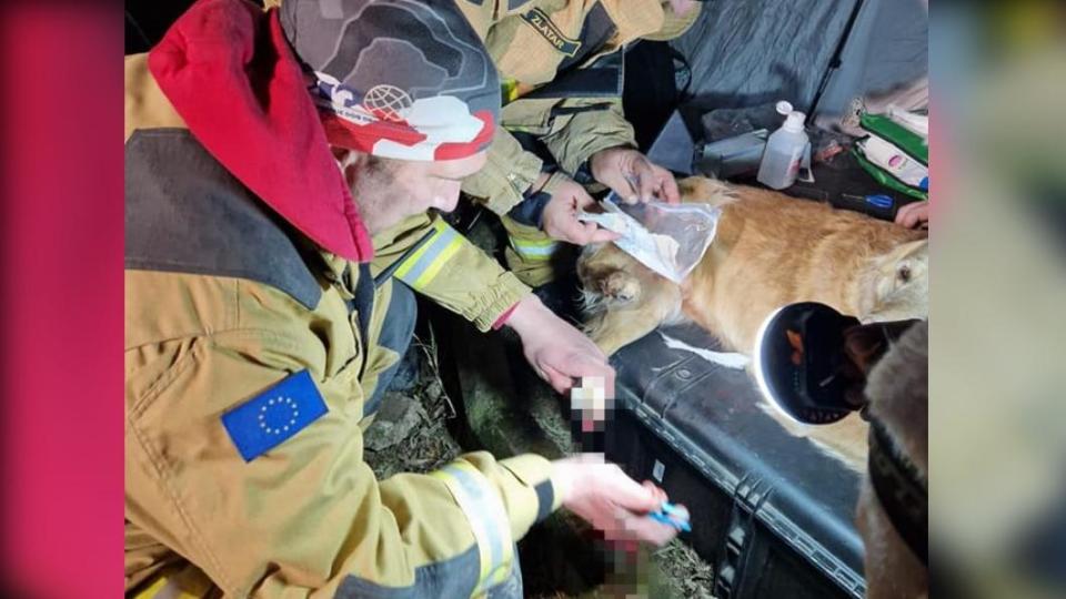 斯洛維尼亞的搜救犬不慎傷了腳掌。（圖／翻攝自Zveza vodnikov reševalnih psov Slovenije 臉書）