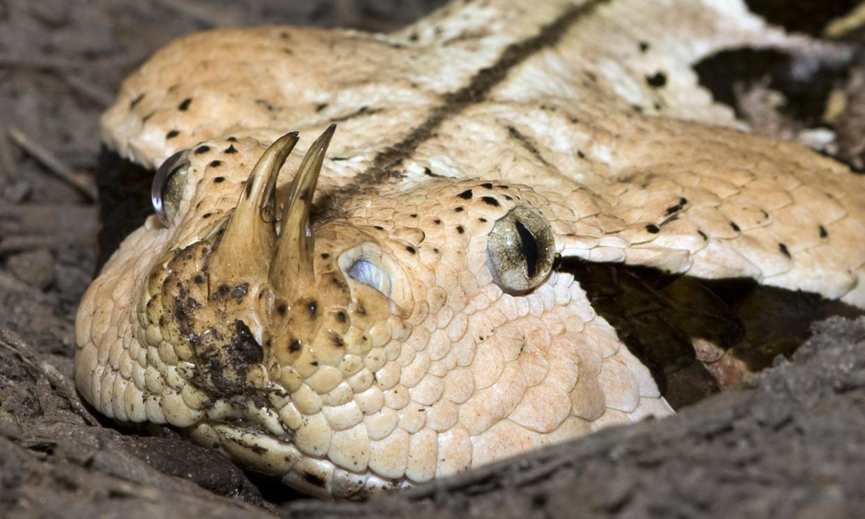 <span>A gaboon viper. The snake’s habitat will increase by up to 250%, according to the study.</span><span>Photograph: Phil Sandlin/AP</span>