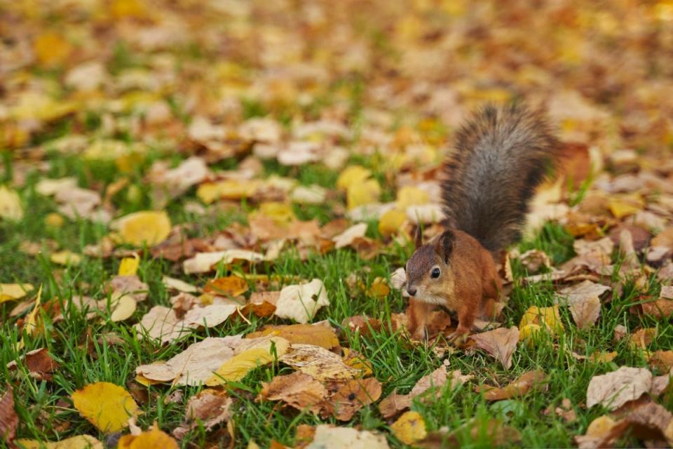 Squirrel scampering through fallen leaves in the yard.