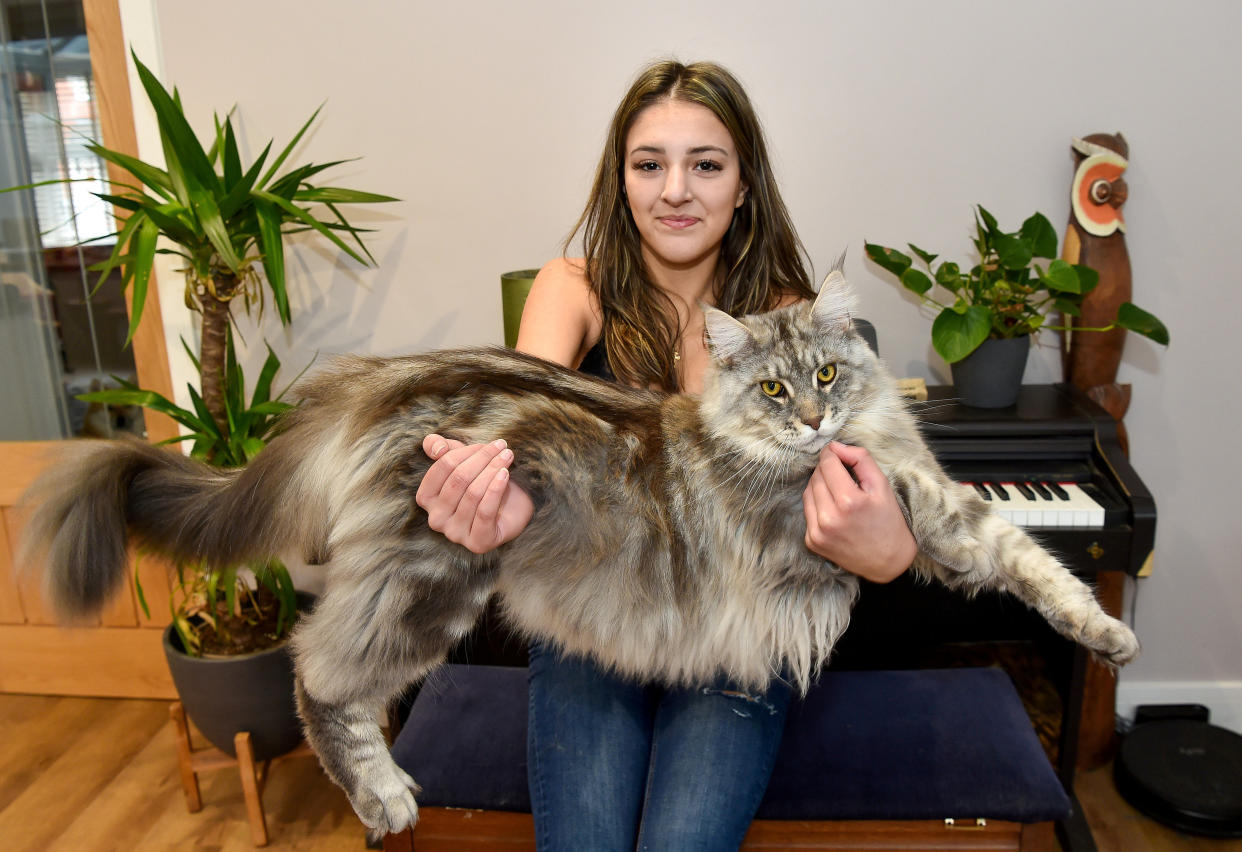 Tammy Brewin, 14, from Worcester with her giant Maine Coon cat Murphy, aged 1. December 1, 2022.  See SWNS story SWNJcat.  A cat so big that people mistake him for a lion is only a few inches away from breaking the world record for the longest domestic cat â€“ and heâ€™s still growing. Murphy the Maine Coon weighs in at an impressive 22lbs and is a huge 41 inches long, just seven inches short of the 48-inch world record. His owner Sareeta Brewin, 46, thinks her one-year-old cat can get even bigger as Maine Coonâ€™s donâ€™t stop fully growing until they reach three-years-old.  The huge feline chomps his way through a Â£20 3kg biscuit bag every month and looks set to grow even bigger.  Animal lover Sareeta claims Murphy is so big people often mistake him for a dog and even a lion and jokingly tag her in posts of UK panther sightings claiming itâ€™s actually him.  Sareeta has another smaller cat and two Korean rescue dogs but Murphy is somehow bigger than them all.   