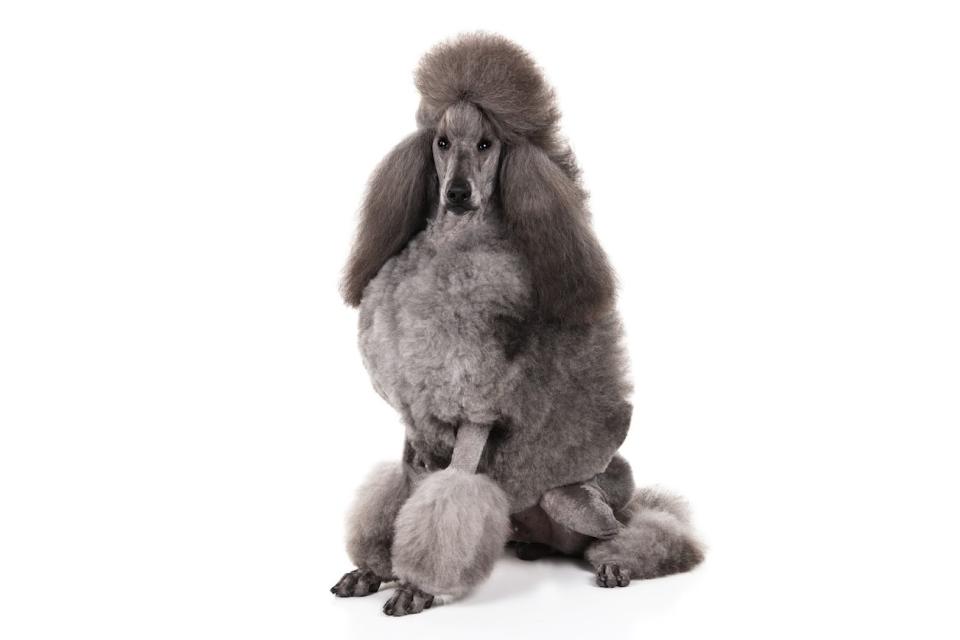 Poodle (Courtesy of the AKC)