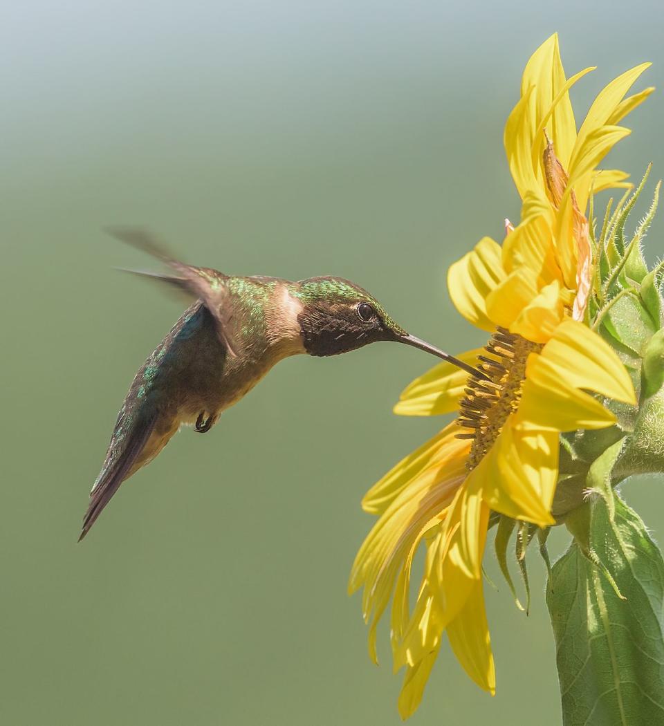 flowers that attract hummingbirds like sunflowers