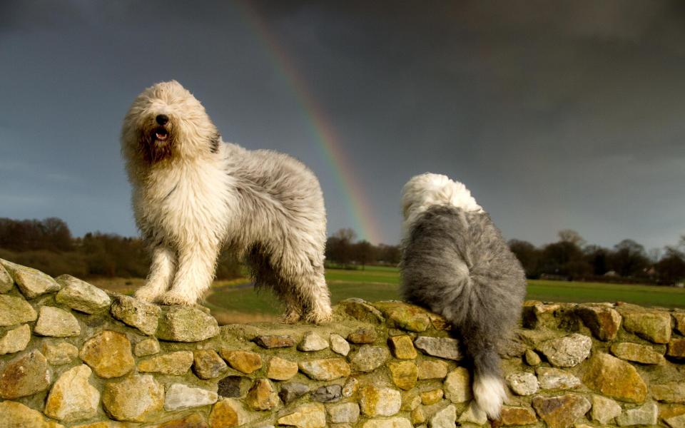 Only 227 Old English Sheepdog puppies were registered in 2020 - Getty Images 